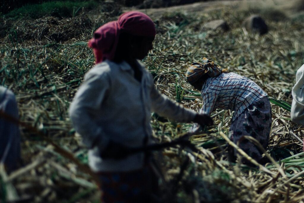 Farmers working on field