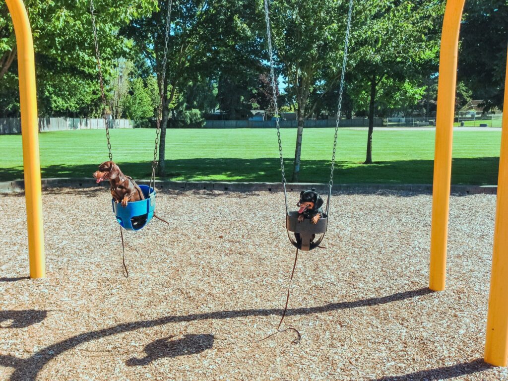 dog park business idea :Dogs sitting in swings